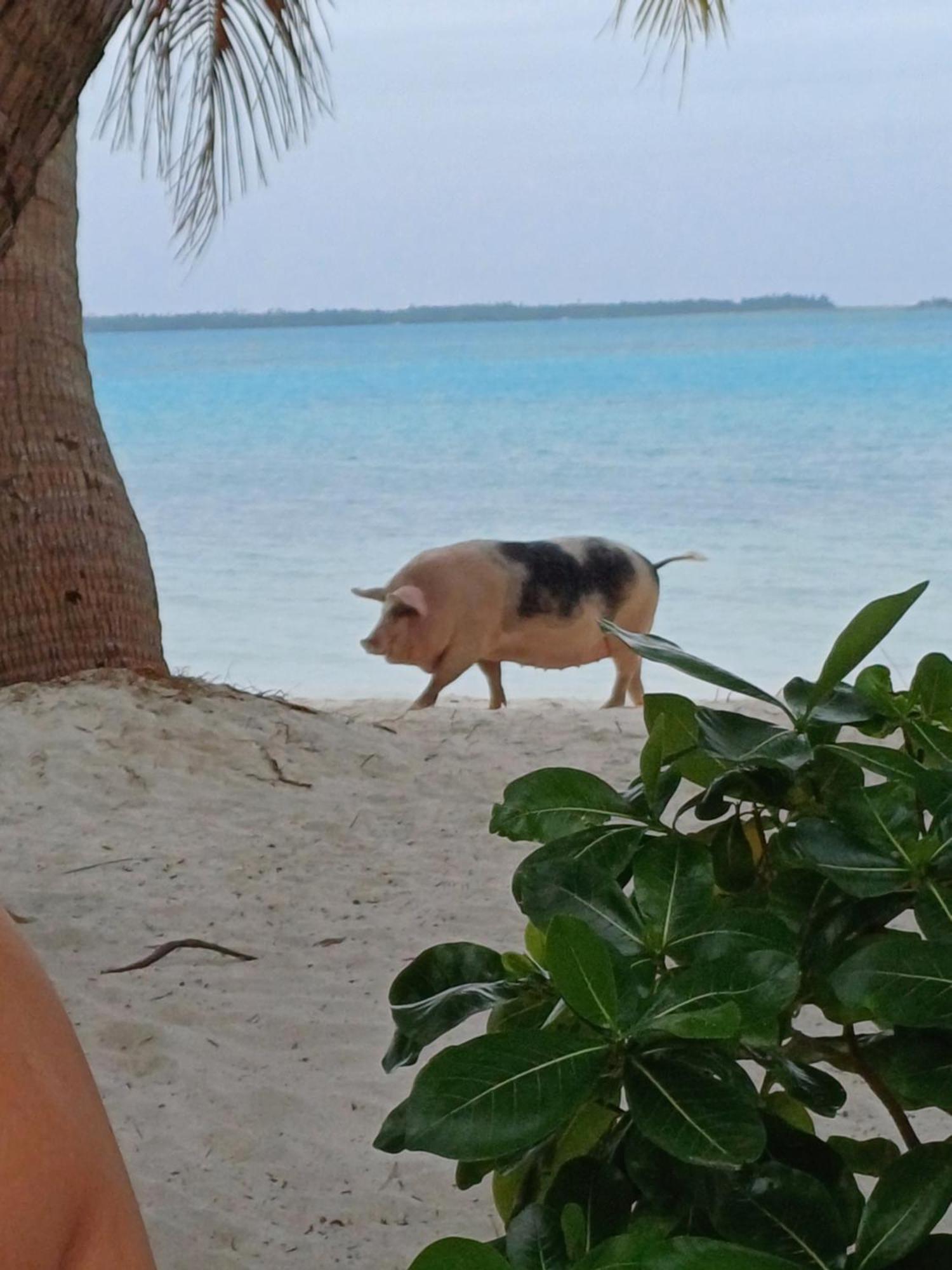 Poemanahere Island Camping A Maupiti Te-Fare-Arii Bagian luar foto